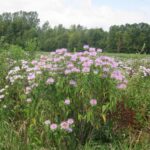 Fleurs de bergamote sauvage dans un champ