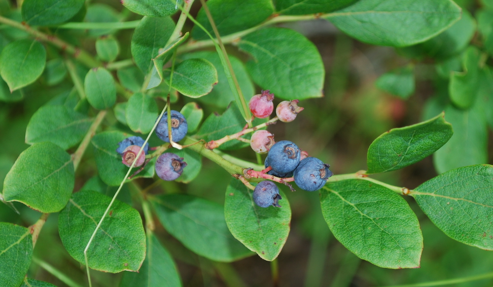 Image de myrtilles sauvages sur un buisson. Lorsqu'elles ne sont pas mûres, elles sont petites et roses et les feuilles sont arrondies comme celles des pommiers.