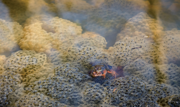 Grenouille des bois entourée de nombreux œufs