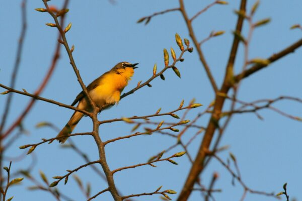 Un chat à poitrine jaune sur un arbre