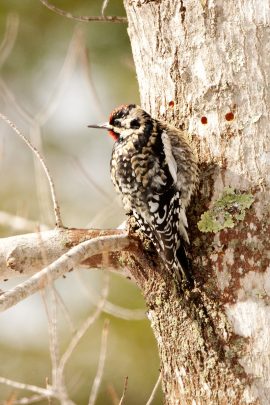 Image d'un pic à ventre jaune dans un arbre