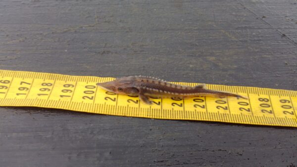 Un jeune esturgeon noir, de petite taille et de couleur brun foncé, mesurant sept centimètres de long.