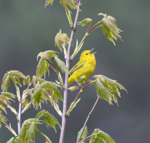 Image d'une paruline jaune, un petit oiseau chanteur au plumage jaune avec une teinte vert-gris sur les ailes et la queue et des taches orange sur la poitrine, assis sur un érable.