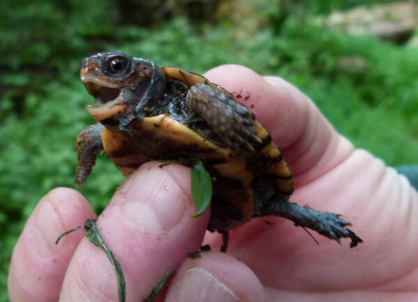 Une jeune tortue des bois. ©Photo par Alicia Lafever - U.S. National Park Service.