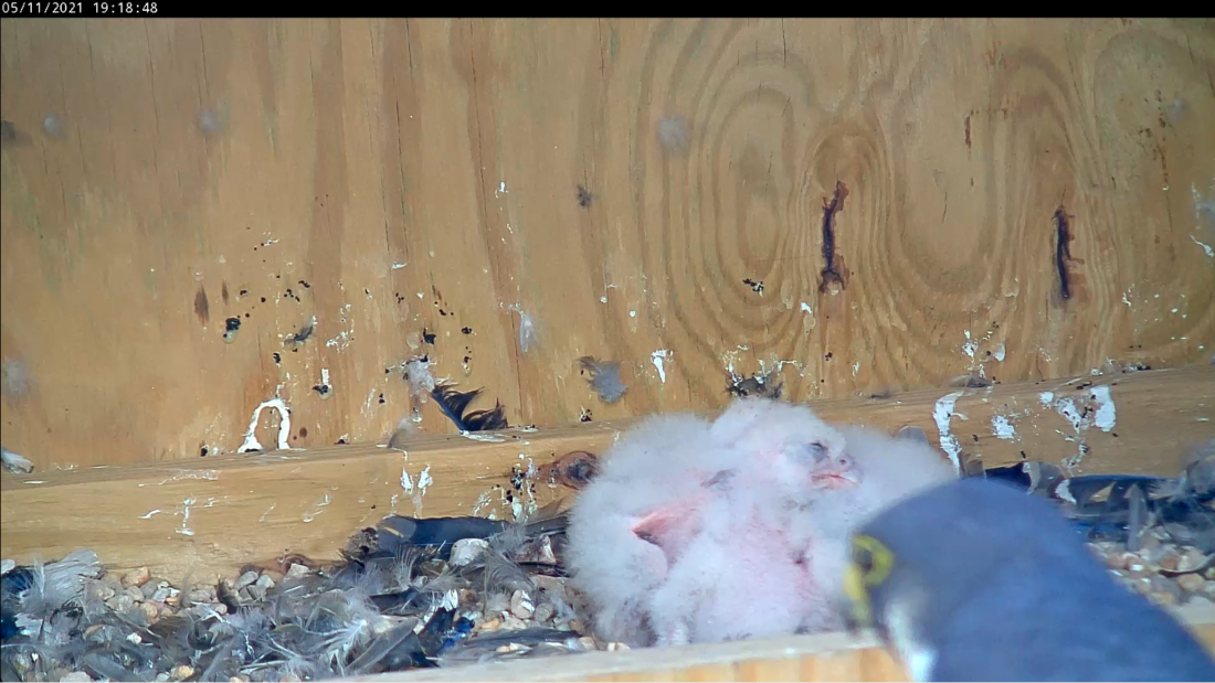 Les poussins s'endorment les uns sur les autres après avoir fini de manger