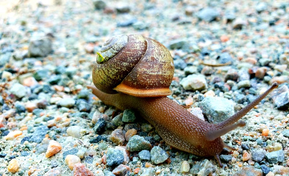 Image d'un escargot avec un escargot orange se promenant sur un chemin de gravier.