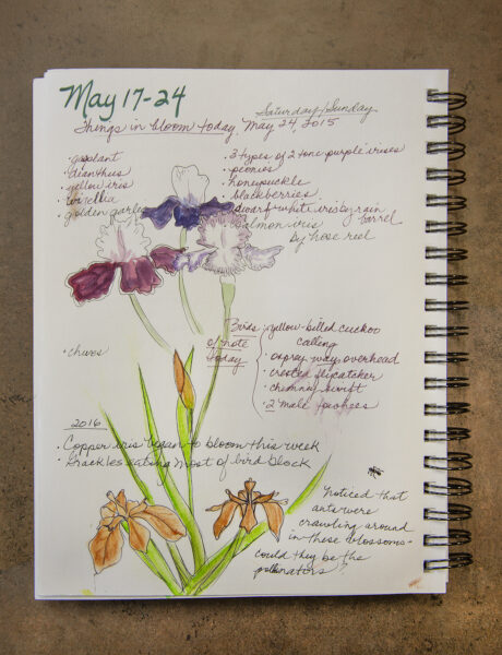 Image d'une page du journal de la nature du biologiste, avec des fleurs aquarellées dessinées au stylo ; la date est inscrite au marqueur et des informations sur les fleurs sont écrites au stylo.