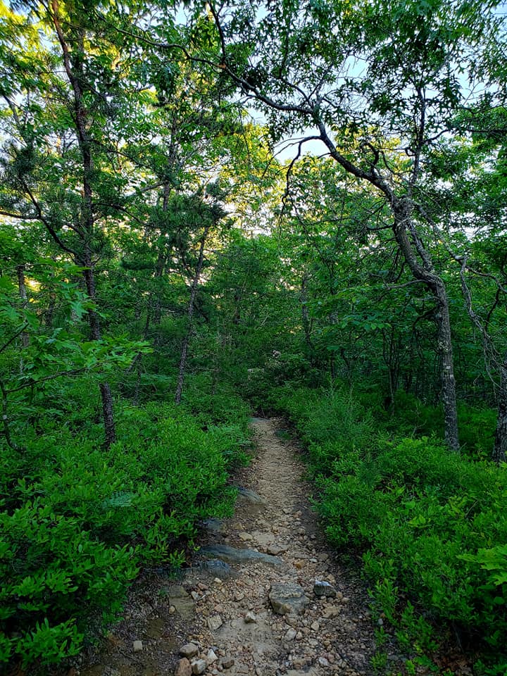 Image d'un sentier étroit dans l'aire de gestion des forêts de Big Survey.