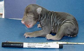 Un ourson noir de cinq jours placé à côté d'un marqueur et d'une règle pour l'échelle.