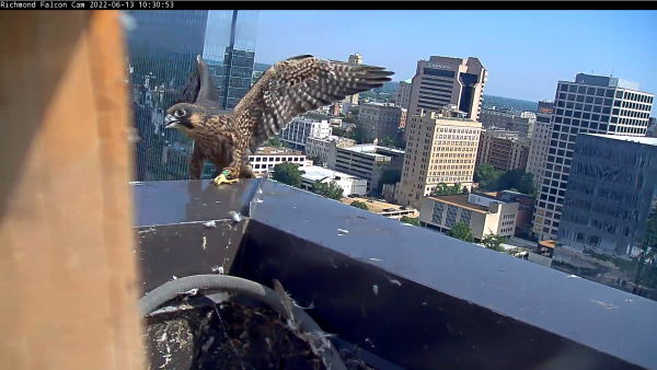 Blue lors de son envol involontaire.