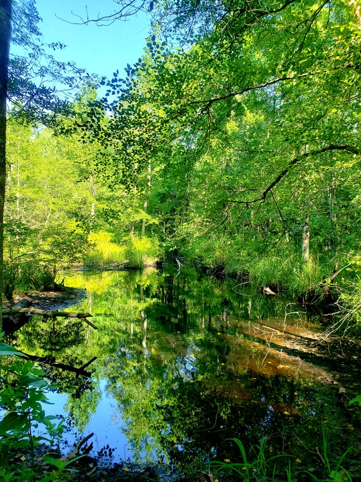 Image d'un étang de pêche dans la Bob Duncan WMA