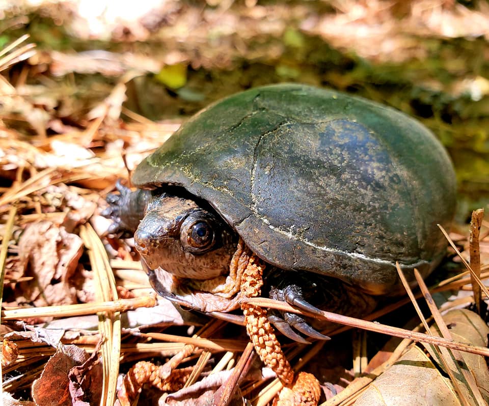 Image d'une tortue sortant de sa carapace sur le sol de la forêt.