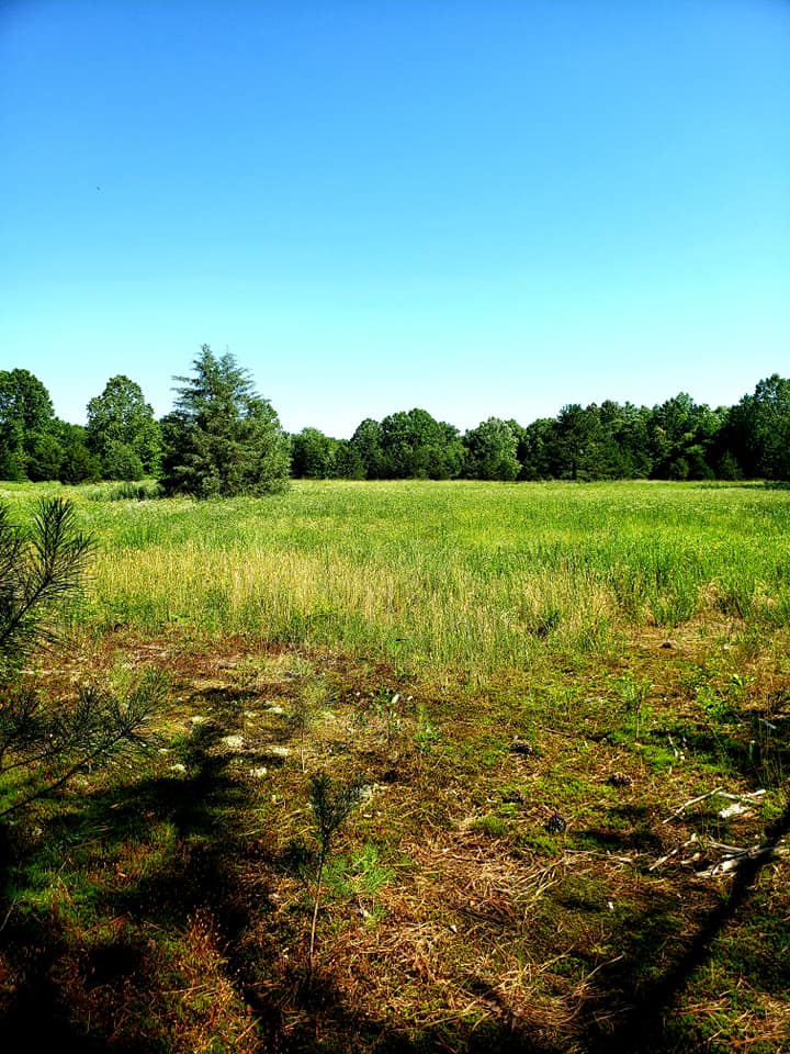 Image d'un champ dans l'aire de gestion des forêts de Bob Duncan