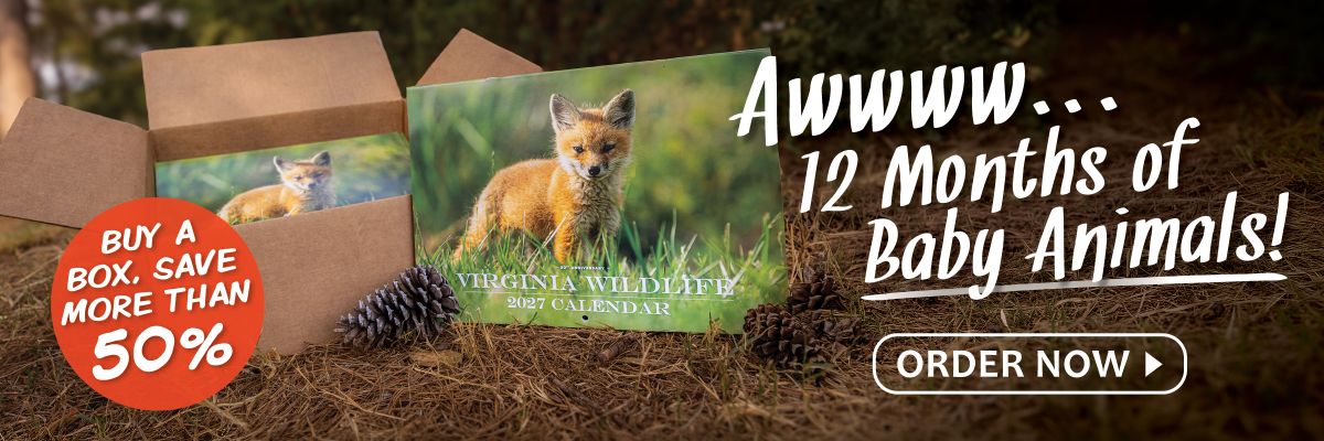 Achetez les calendriers 2027 Virginia Wildlife par boîte et économisez plus de 50%