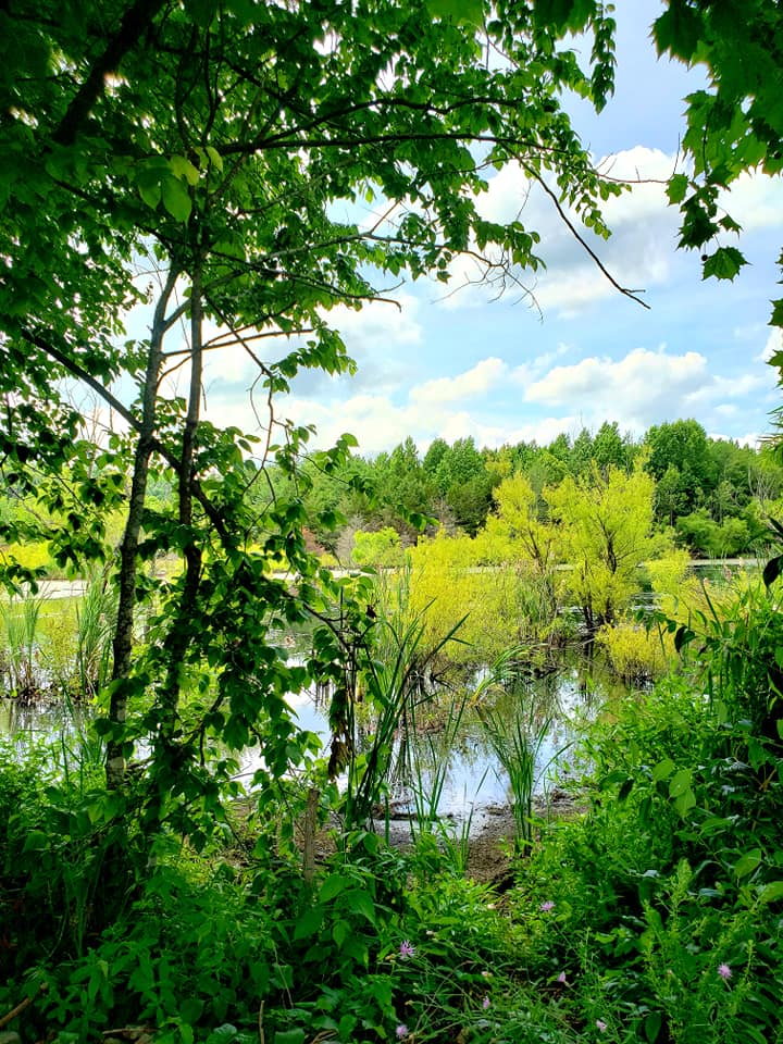 Image d'un ruisseau dans l'AMM de Briery Creek