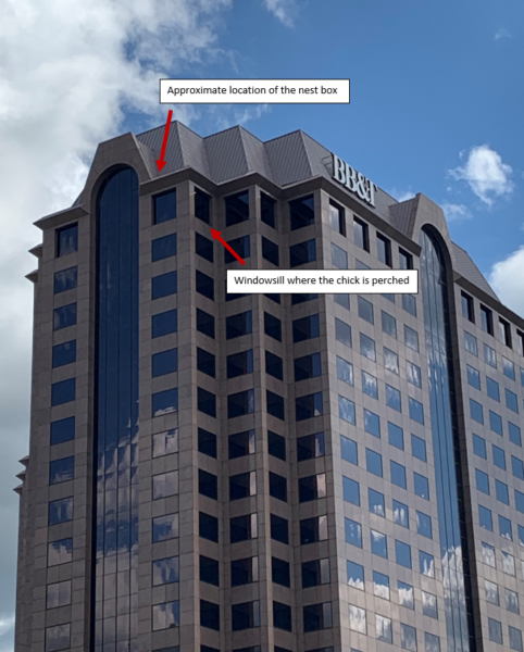 Photo annotée de l'emplacement des poussins après avoir quitté la corniche pour la deuxième fois.