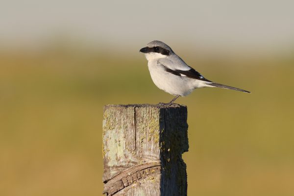 Image d'une pie-grièche migratrice, un petit oiseau gris aux ailes noires et à la bande noire le long de l'œil.