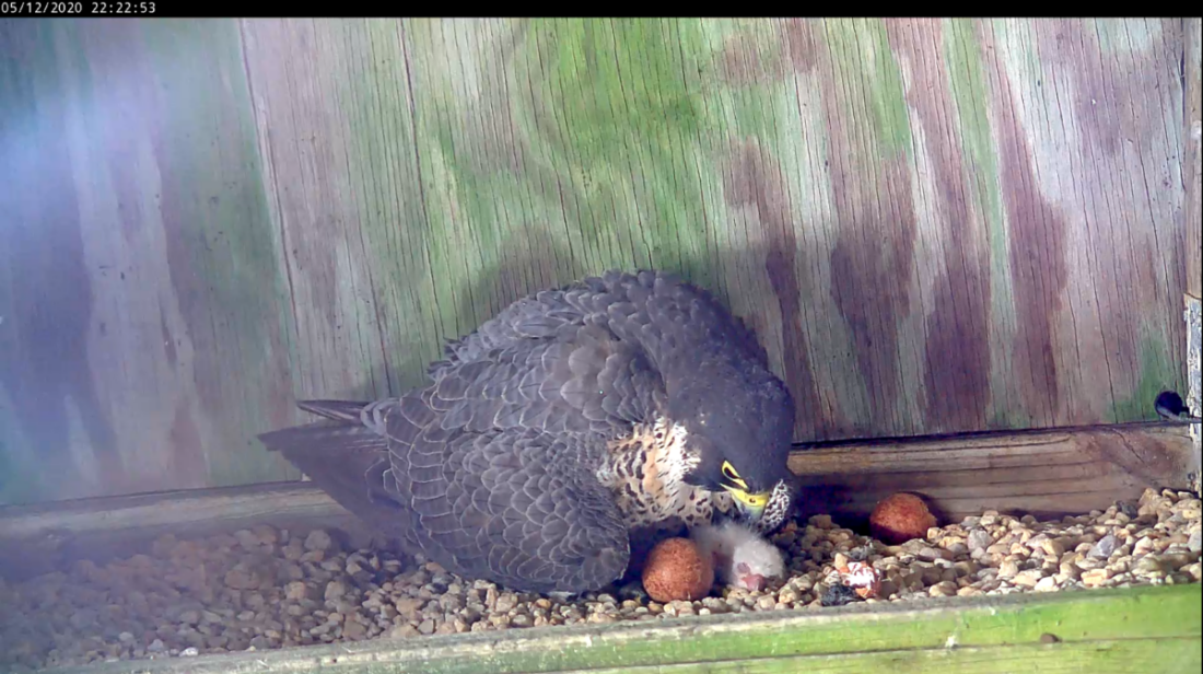 Femelle faucon avec le poussin environ trois heures après l'éclosion