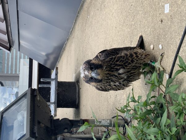 Poussin du faucon après sa libération sur la corniche