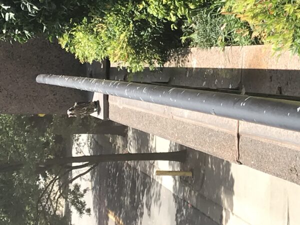 poussin de faucon pèlerin sur une balustrade