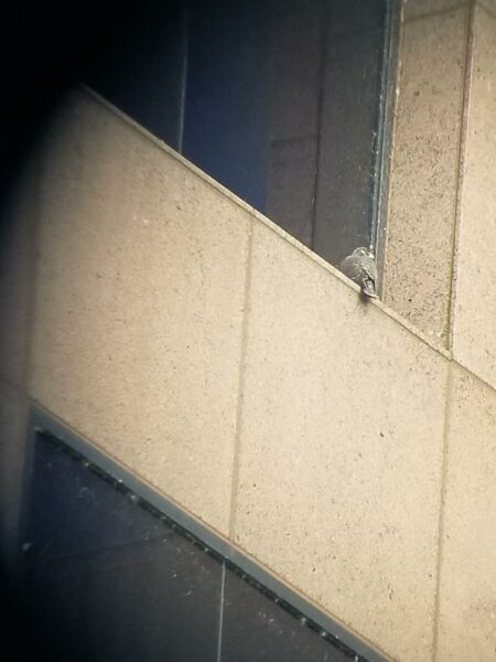 Poussin faucon perché sur le rebord de la fenêtre, vu à travers une lunette d'observation