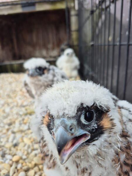 Une photo de près des poussins dans leur enclos avec un poussin à quelques centimètres de l'appareil photo avec la bouche ouverte.