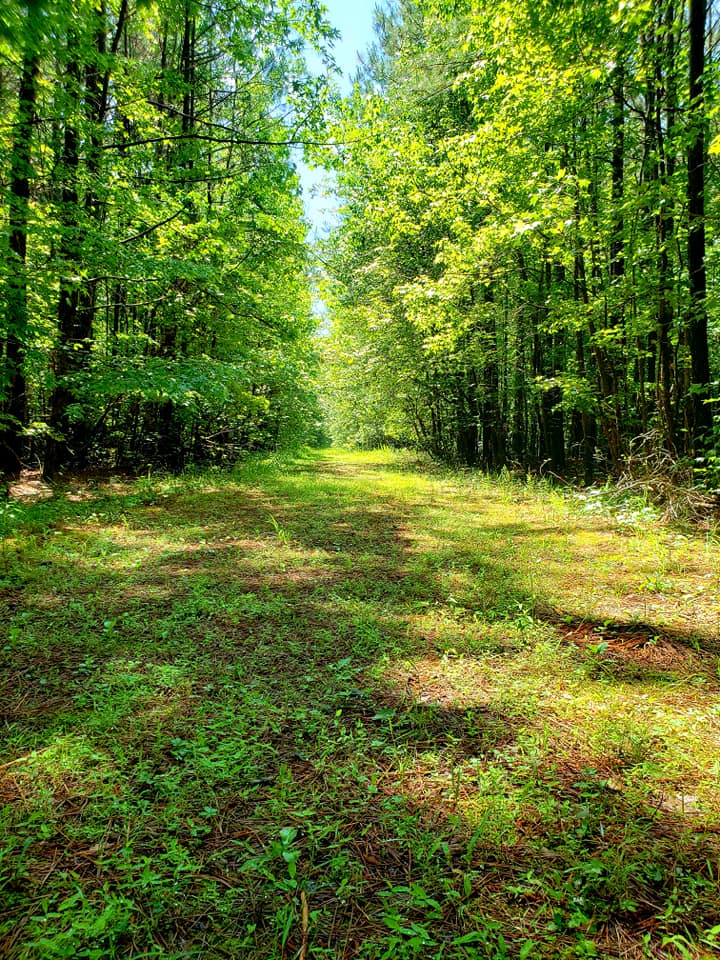 Un sentier forestier recouvert de plantes à Chickahominy WMA