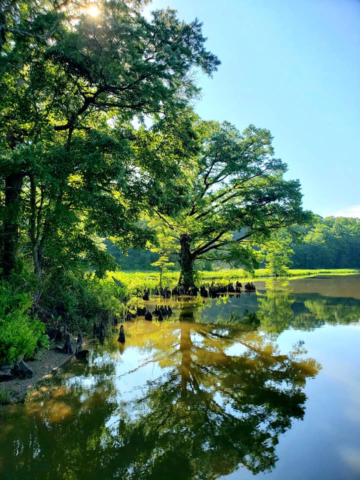 Vue d'une partie du lac de la Chickahominy WMA