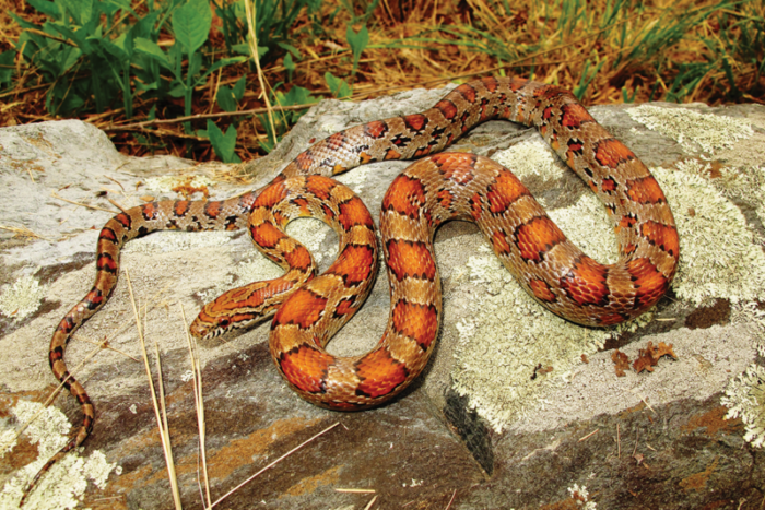 Image d'un serpent de maïs rouge sur un rocher ; ce serpent est de couleur cuivre avec des taches orange foncé entourées d'un périmètre noir.
