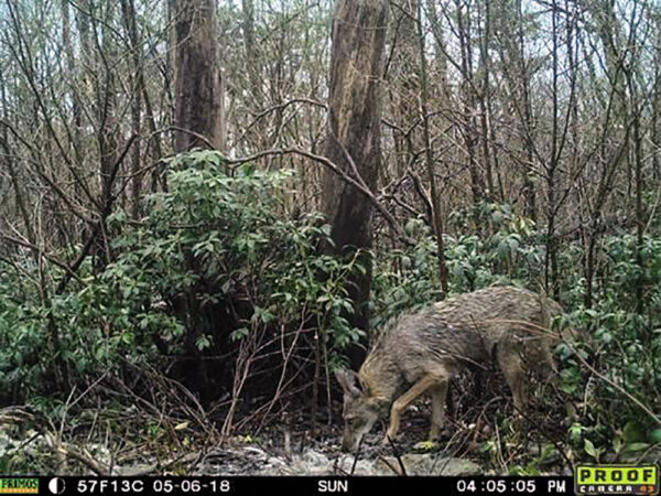 Photo d'un coyote de Virginie prise à l'aide d'une caméra de surveillance.