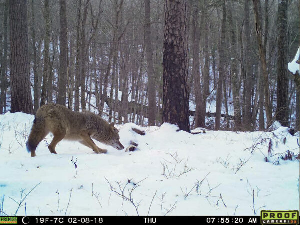 Photo prise par une caméra de surveillance d'un coyote en train de fouiller une carcasse de cerf.