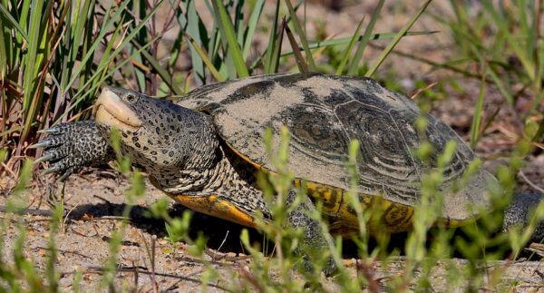 Terrapin à dos d'âne sur la terre ferme, rampant dans les prairies.