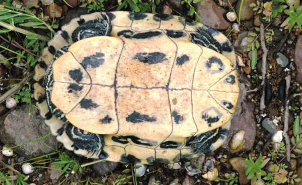 Une image du curseur de Cumberland