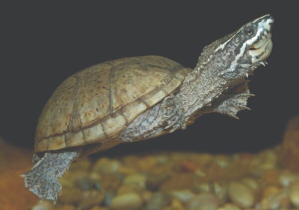 Une image de Stinkpot