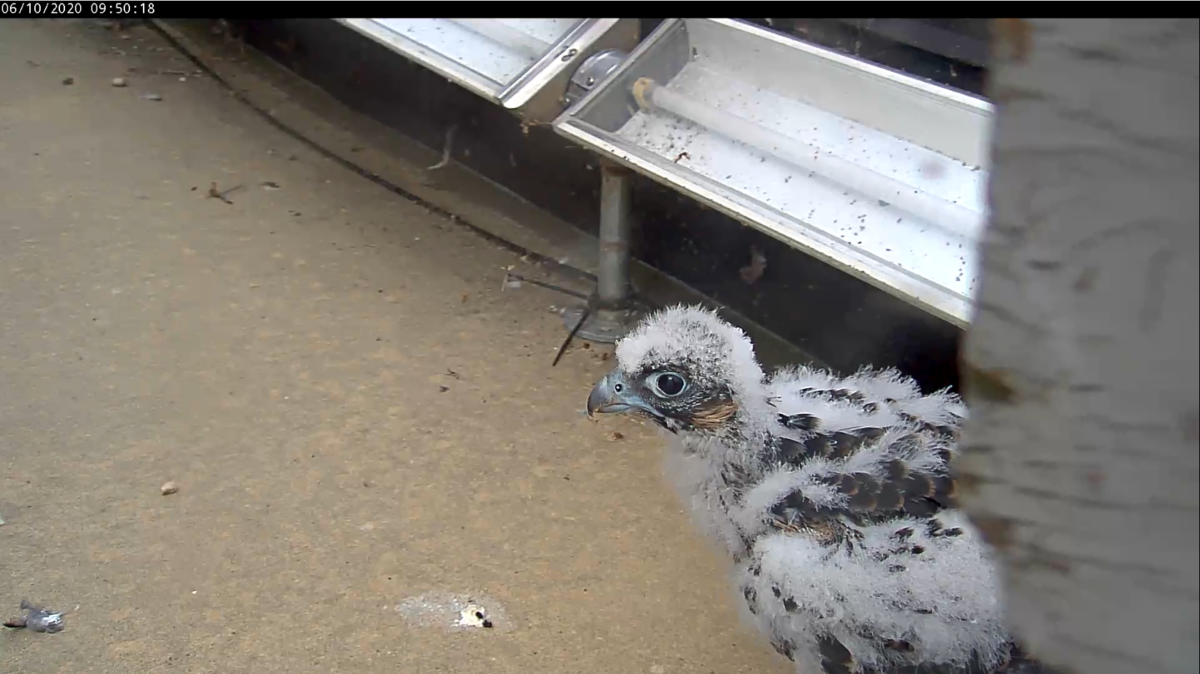 Poussin explorant la corniche 