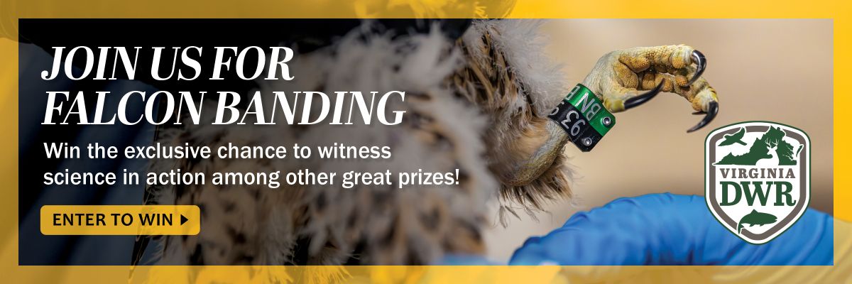 Rejoignez-nous pour la journée du baguage des faucons ! Gagnez la chance exclusive d'assister à la science en action parmi d'autres grands prix ! Participez pour gagner.