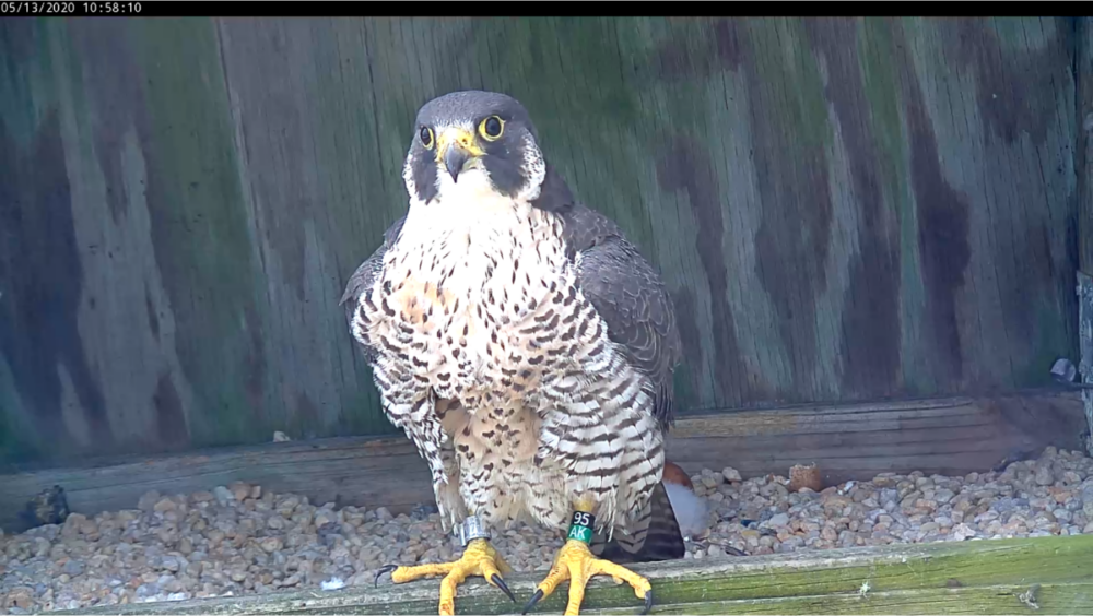 Femelle debout sur la corniche, faisant une courte pause dans ses tâches d'incubation et de couvaison.