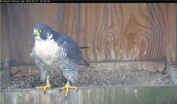 La femelle faucon pèlerin se perche sur le nichoir