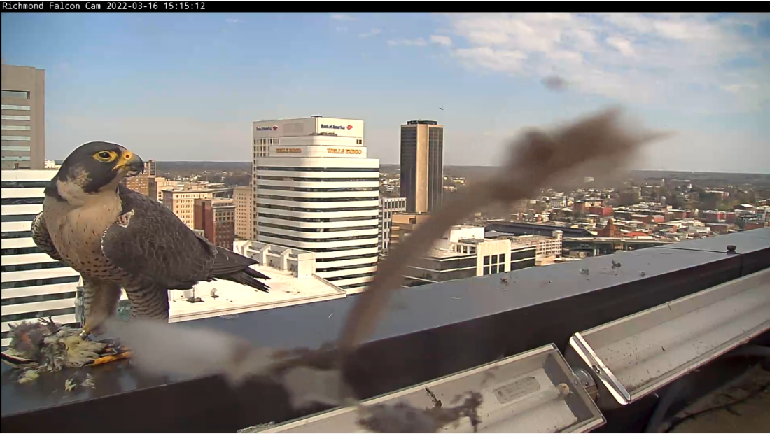 La femelle faucon se nourrit d'une proie (pic à ventre jaune) qui lui a été offerte par le mâle.