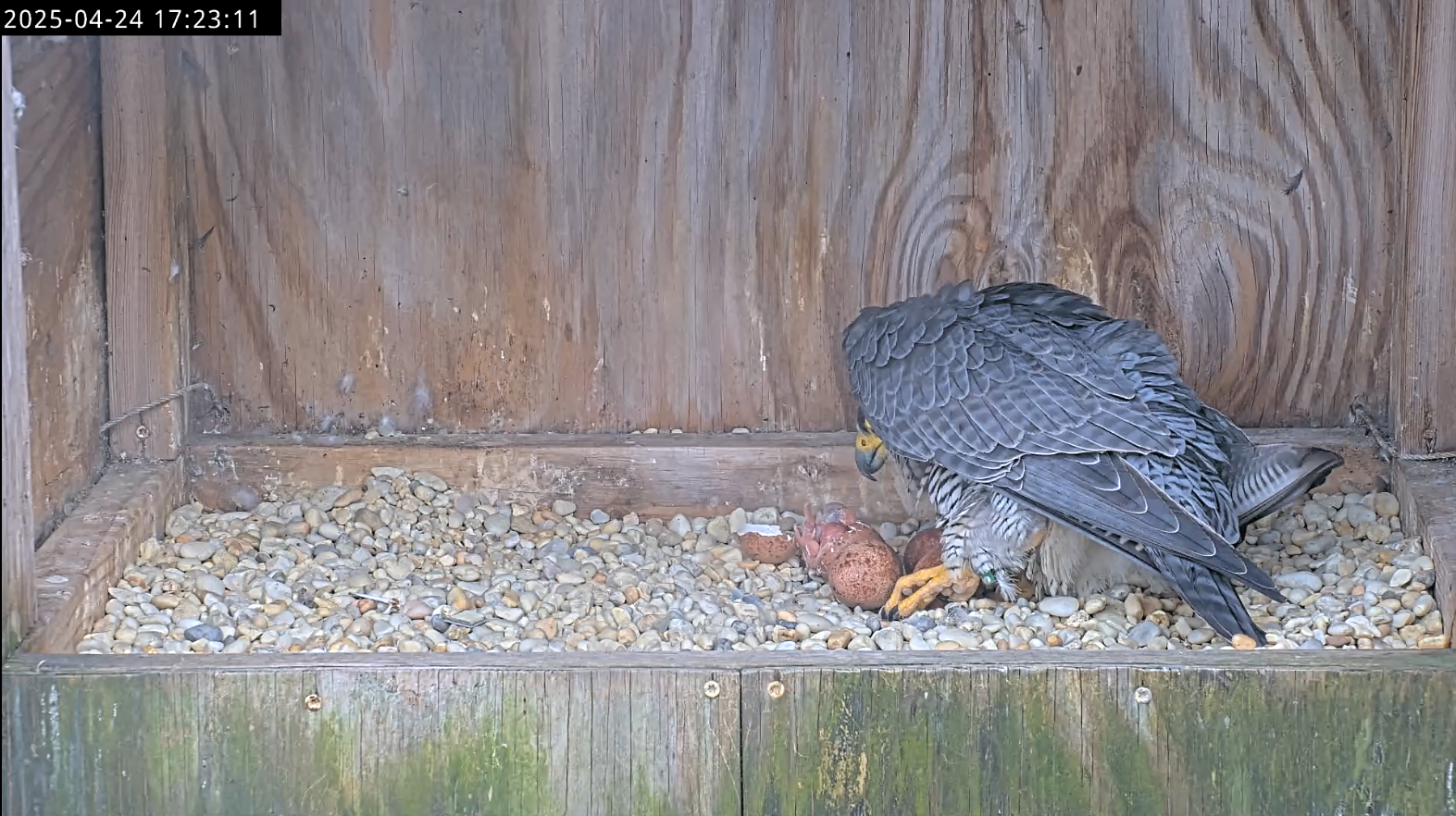 Le parent faucon est accroupi sur le premier poussin nouvellement éclos, encore partiellement dans la coquille de l'œuf.