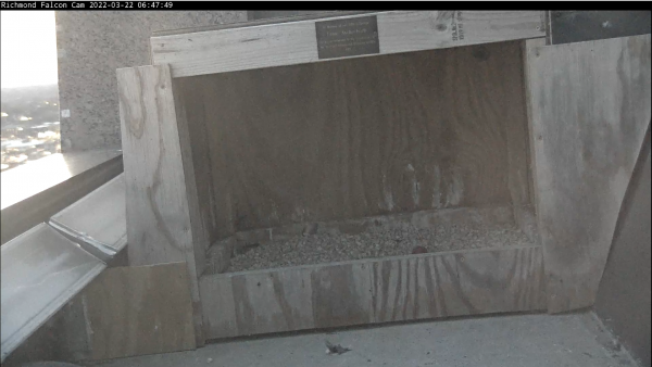 Image du premier œuf dans le nid