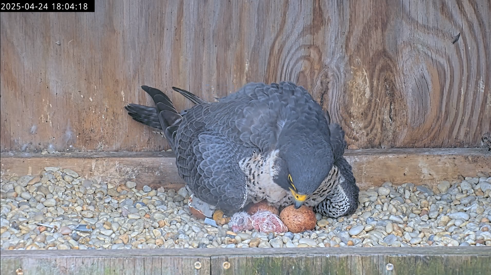Le premier poussin de faucon, éclos sous le regard de sa mère.