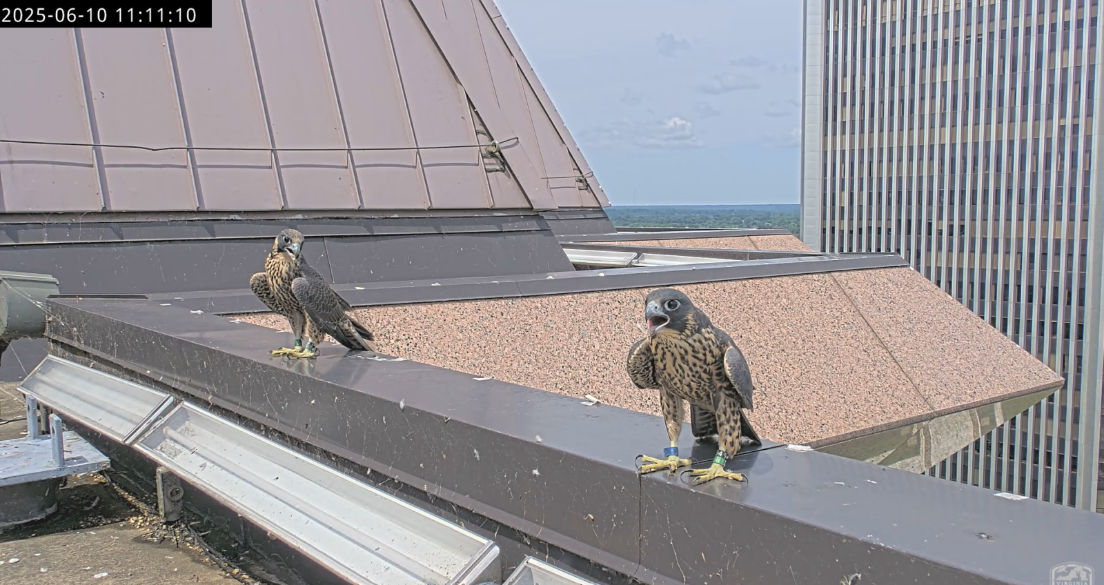 Deux faucons se sont perchés sur la corniche du parapet de la tour Riverfront West peu après avoir quitté l'enclos.