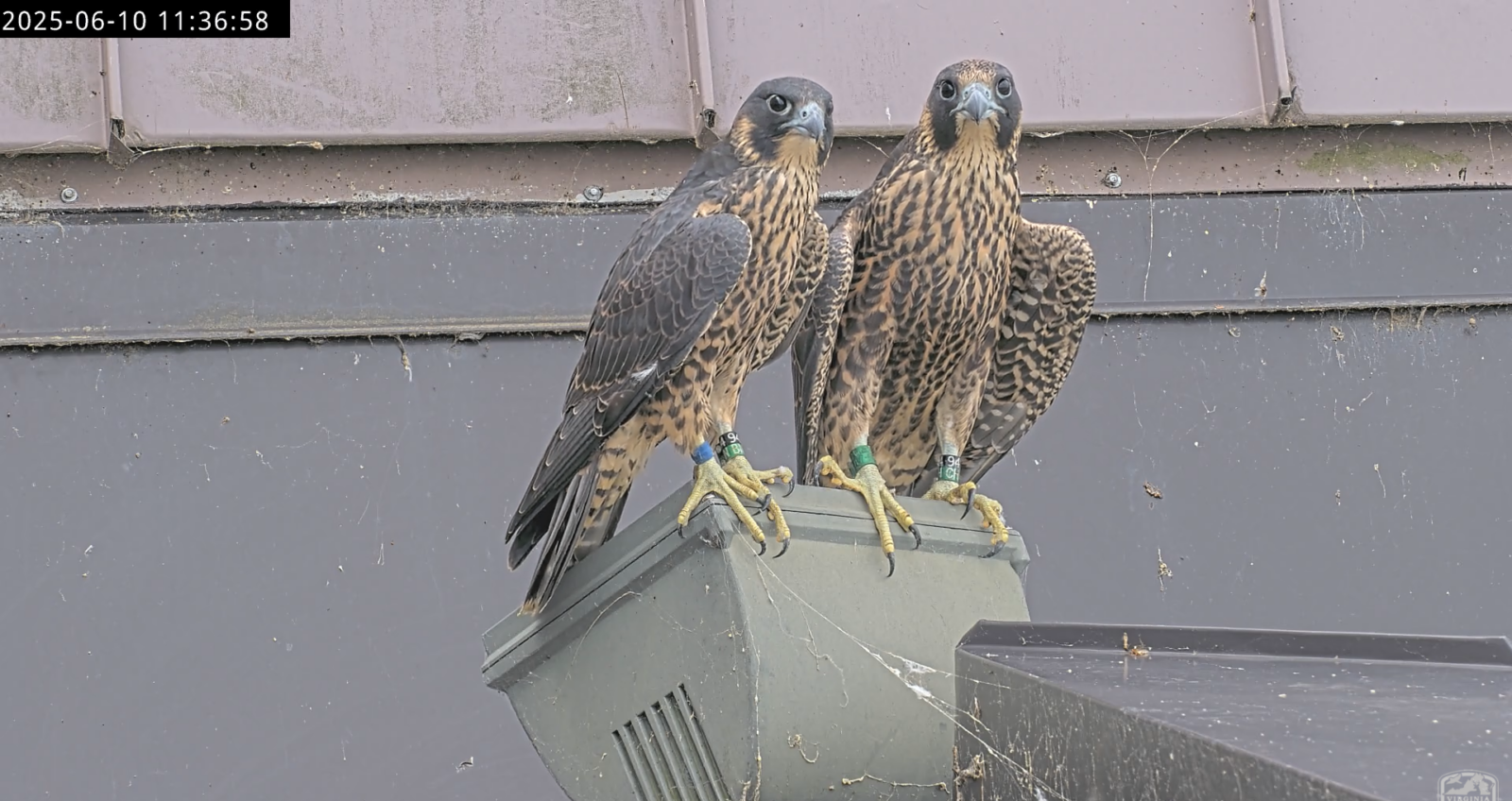 Deux faucons perchés ensemble au sommet d'un luminaire de la tour ouest du Riverfront Plaza.