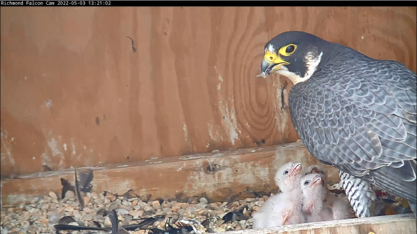 Femelle nourrissant deux poussins