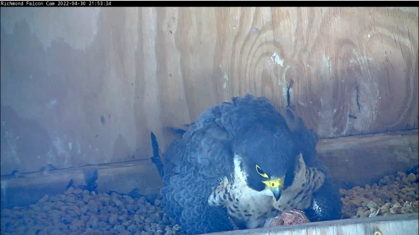 Troisième poussin, frères et sœurs cachés sous la mère