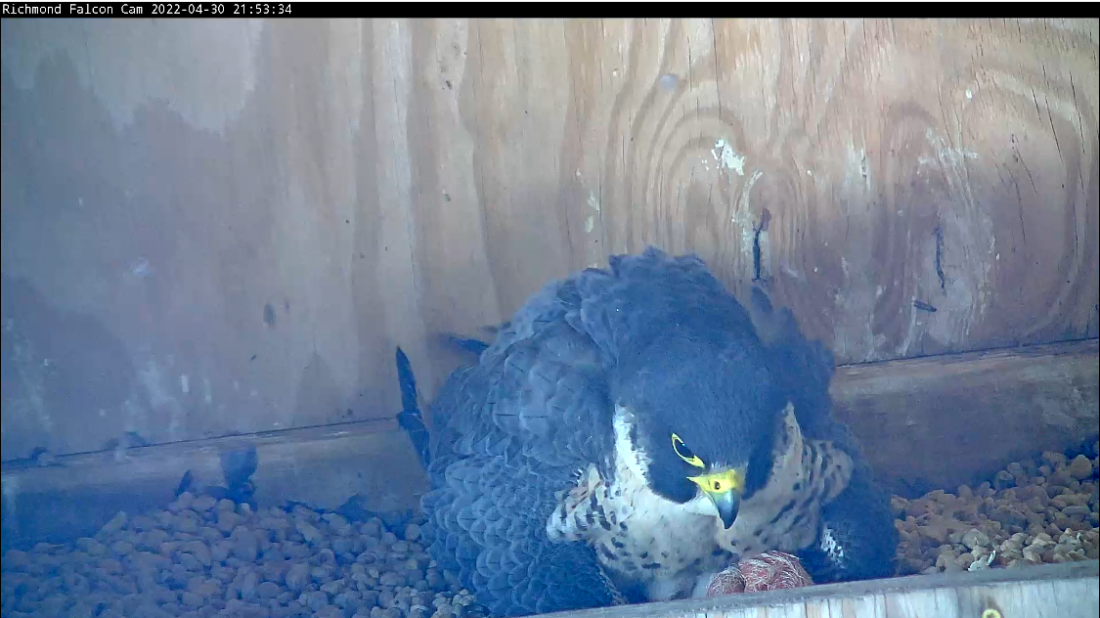 L'éclosion du quatrième œuf