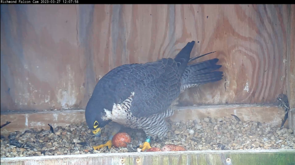 Un premier aperçu du quatrième œuf de la couvée (à gauche), quelques instants après sa ponte.