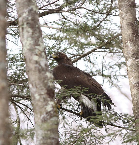Image d'un aigle royal dans un arbre, caché dans le feuillage.
