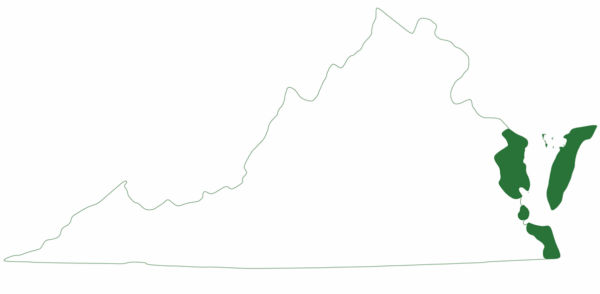 La tortue verte ne se trouve que dans quelques régions de la côte est de la Virginie.